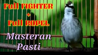 Full Fighter   Full Ropel Masteran Pasti Trucuk Nyaut Emosi