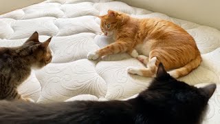 NEW Kittens Meeting the Big Cats of the House! by Cole and Marmalade 223,554 views 1 month ago 5 minutes, 13 seconds