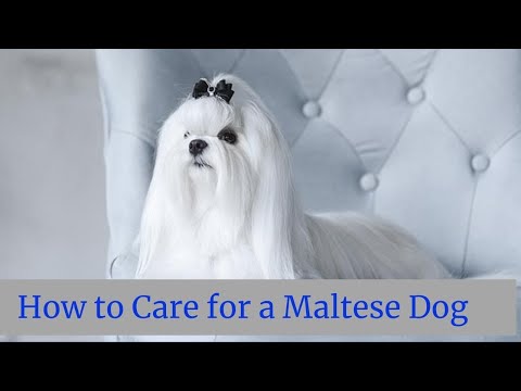 How to Care for a Maltese Dog || How to treat Maltese dog || Maltese Dog CARE