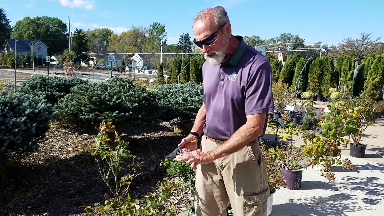 pruning roses YouTube