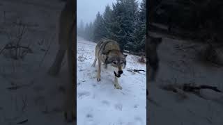 Kurt Saldıyodun Kactım