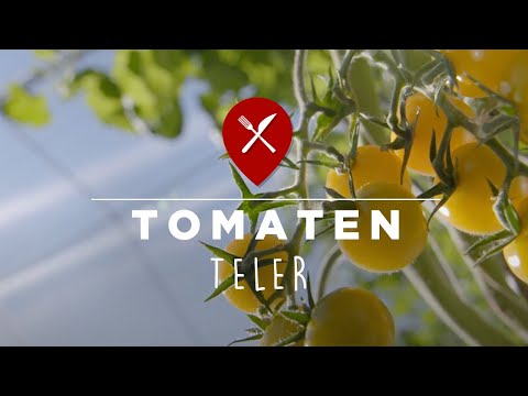 Video: Hoe Tomaten Worden Gekweekt