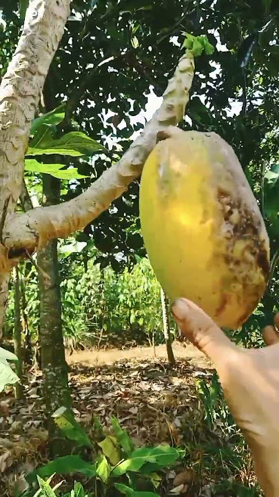 Panen Pepaya! TELAT Banyak Yang Sudah Busuk dan Dimakan Hewan #miskakafwa