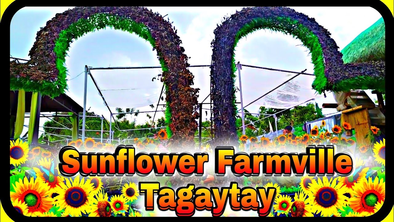 Sunflower Farmville Tagaytay Walking Tour Winokz Nhe YouTube