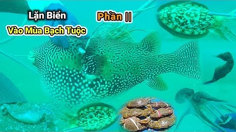 Lặn Biển Vào Mùa Bạch Tuộc Bắt Hải Sản Đa Dạng phần || Tập 73 #lặnbắthảisản #lặnbiển #LinThợLặn