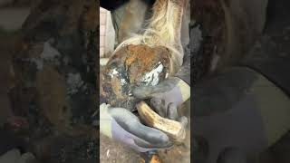 Big Ted The Comtois #Asmr #Satisfying #Farrier