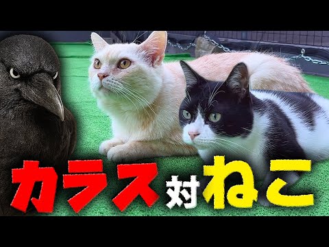 クロネコニャーゴー ニャーゴ2代表画像 - TT&CO. ブログ｜ヘルメット専門店TT＆CO