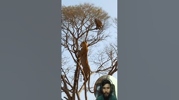 Leopard’s Deadly Precision: The Ultimate Tree Hunter in Action!