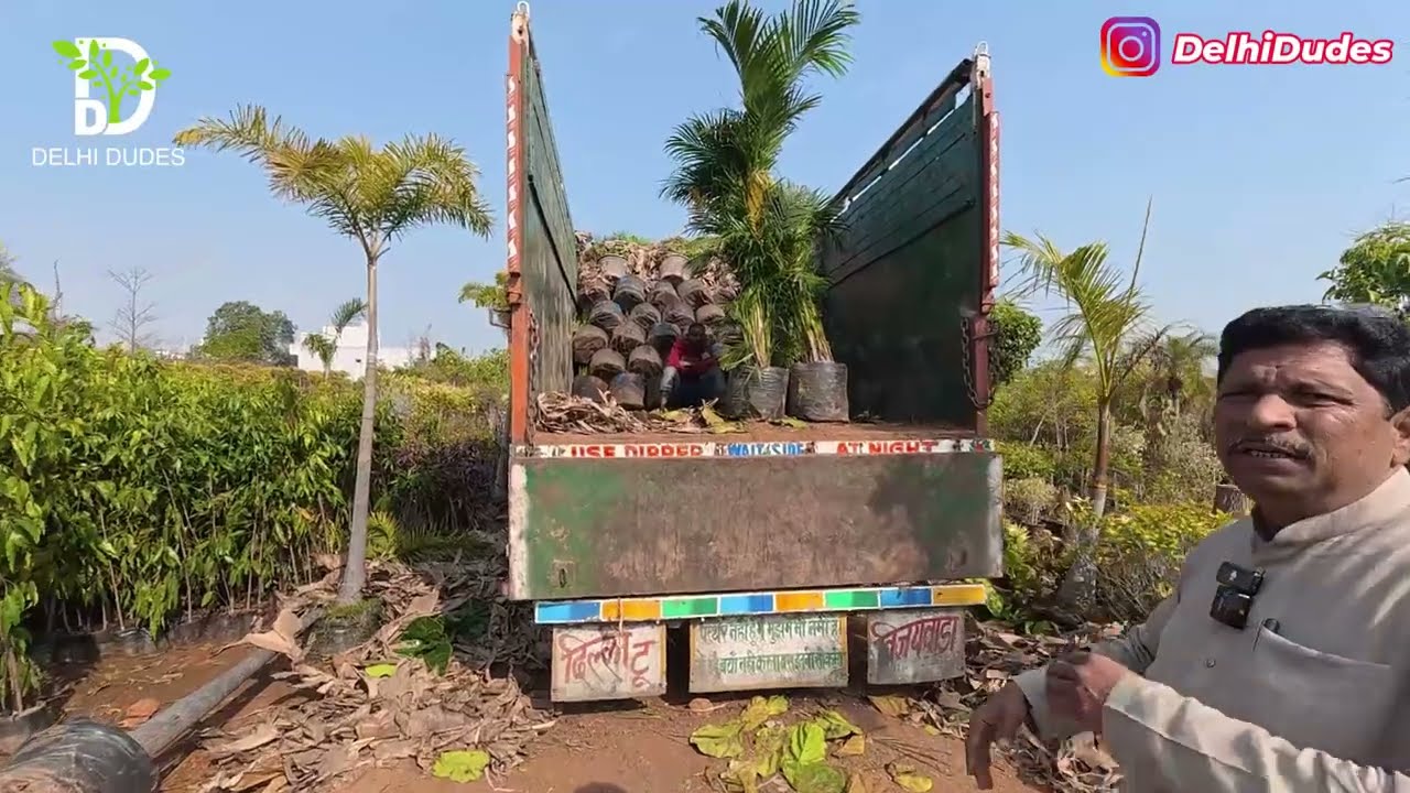 हरियाणा में आया सबसे Giant Plants का स्टॉक! यासेन नर्सरी में नई विशाल किस्में Haryana Yassen Nursery