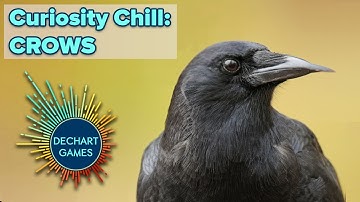Curiosity Chill: Crows! w/ Bryan & Amelia of Dechart Games