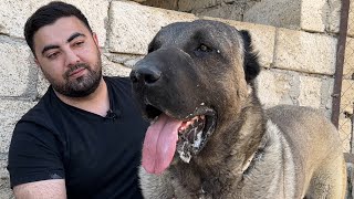 HERKESİN ARADIĞI TÜRK KÖPEKLERİNİ AZERBAYCAN’DA BULDUM ! LÜKS ÇİFTLİK VE KARA KIRÇIL ÇOBAN KÖPEKLERİ