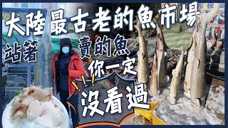 【撫遠】東北限定生魚片中國大陸最古老的魚市場「站著賣」的魚你一定沒看過一條1000公斤的皇帝魚東極魚市