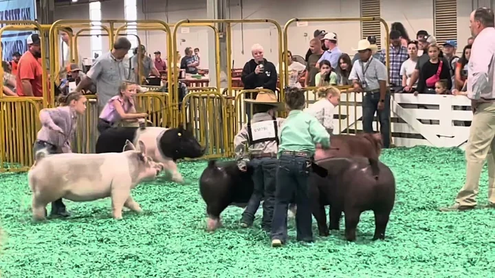 2023 Kentucky State Fair Novice Swine Showmanship