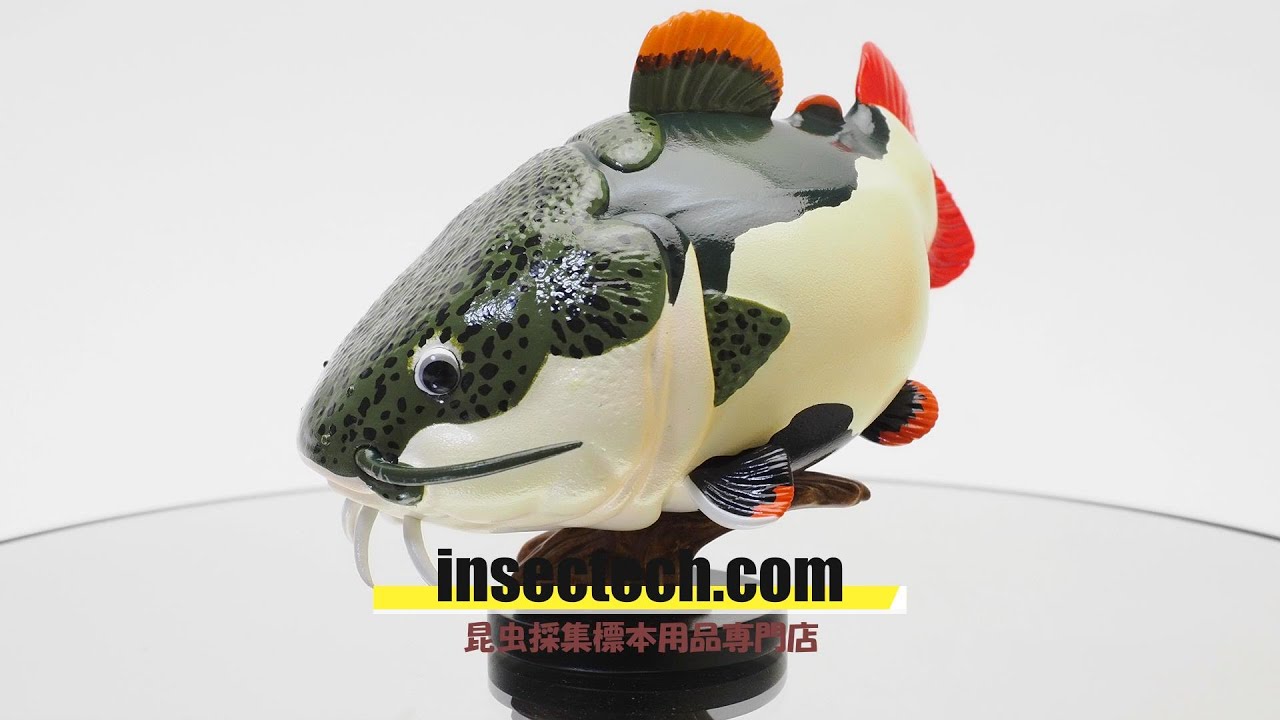 動物の惑星】レッドテールキャットフィッシュ Phractocephalus