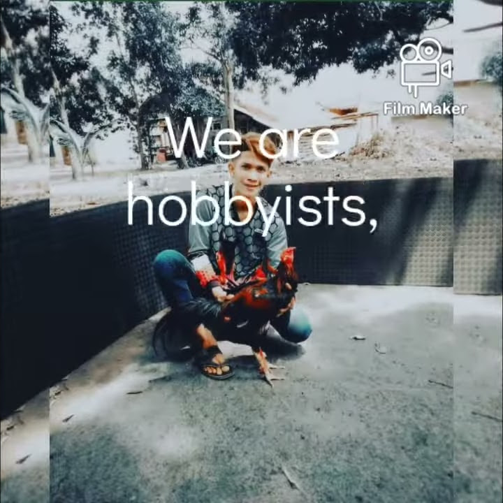 Story' Wa Hobi Ayam