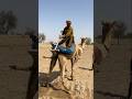 يستخدم مزارع عصا لدفع أنبوب ثقيل موضوع على ظهر الجمل بعيد ا عنه