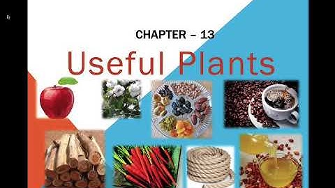 Class II EVS CH13 USEFUL PLANTS DIFFICULT WORDS &  BACK EXERCISE