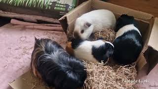 New Baby Guinea Pig Introduction And Bonding