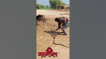 mahadev status mahakal status bholenath status #shiv #snake #mahadev #treding #shivshiv #status