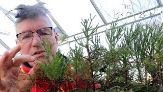 Pruning My Giant Sequoia Trees for the First Time, The Bonsai Zone, Jan 2023