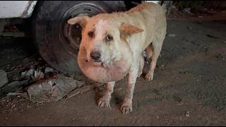 Her Eyes Helplessly Begged For Help to No Avail, Couldn't Breath or Bark as Rope Strangling Her