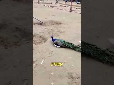 Как в Китае разводят павлино 😯 #Shorts