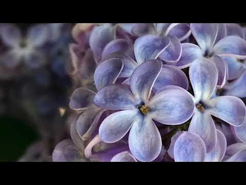 Warum ließ Gott zu, dass der Teufel in den Garten Eden kam? YouTube