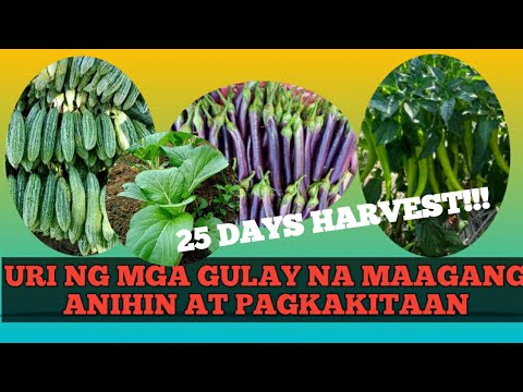 Video: Pamili ng mga kamatis - Kailan Handa ang mga Kamatis na Anihin