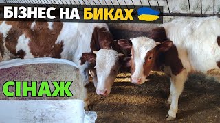 Бізнес на биках в Україні. Сінаж бичкам. Відгодівля бичків сінажем. Прирости бичків за місяць!