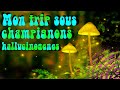 Trip report  mon voyage avec les champignons hallucinognes