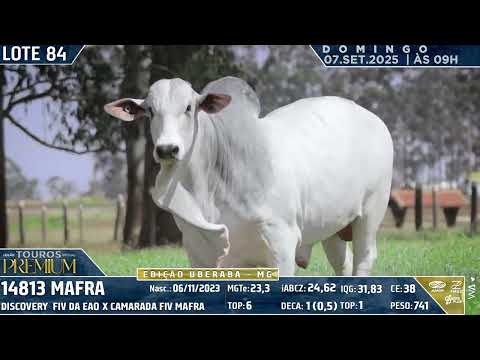 LOTE 84