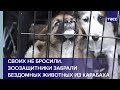Своих не бросили. Зоозащитники забрали бездомных животных из Карабаха