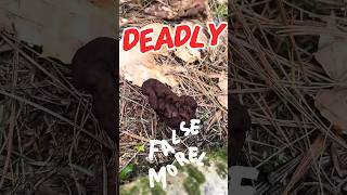 A walk in the woods: one deadly imposter 🍄 and two gentle healers 🌿✨#foraging #adirondacks #spring
