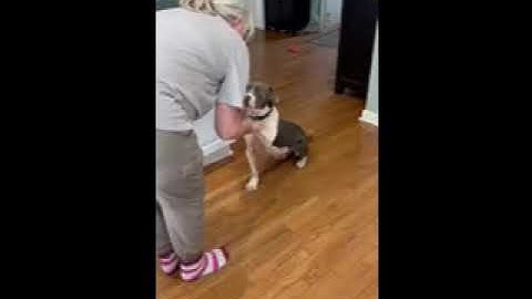 Video of adoptable pet named Gravity