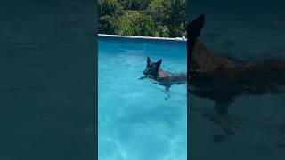 Total Water Dog #doglife  #dog#dogswimming