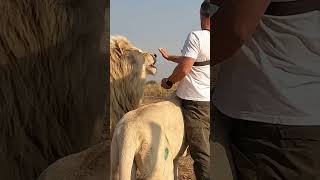 Man Feeds Eggs To Lion #Wildlife #Fun #Cat