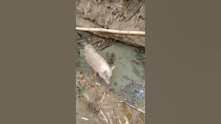 PJM | yan Nagalit si Moy2x kay Daddy Ron, ang akala kasi ni Moy2x aagawin ni Daddy si May2x sa kanya