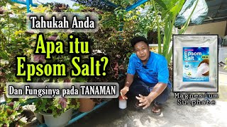 Manfaat EPSOM SALT untuk Tanaman lebih Subur dan Hijau | Magnesium Sulphate