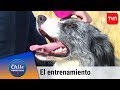 El entrenamiento de los perros ovejeros | Chile conectado | Buenos días a todos