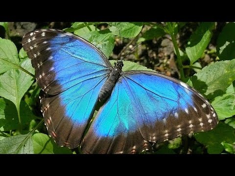 Butterflies for Kids with Pronunciation (and with photos) - YouTube