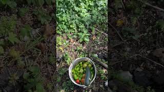 Celebrity Plantação de gilo em new york Profile