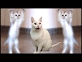 Cats Sing Hokey Pokey - Cats Version - Singing Cats