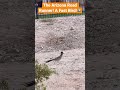 The Arizona Road Runner Is a Very Fast Bird At 20 MPH!#birdslover #birds #wildlife #wildbirds