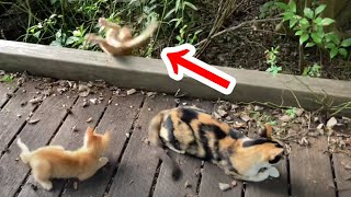 kitten falls off bridge