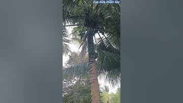 Vua Dừa Miền Tây// leo cây dừa xưa mưa đêm vẫn còn đọng nước