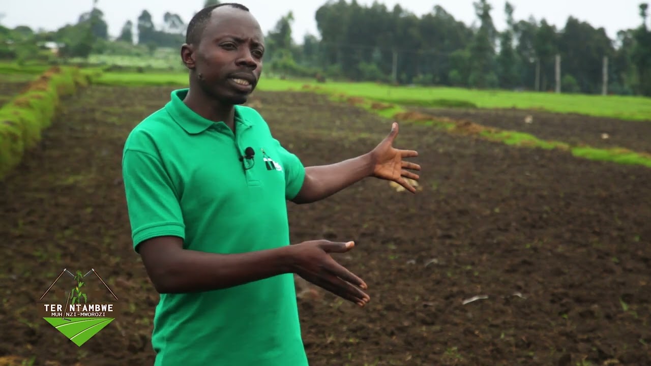 Ubuhinzi bw'ibirayi | Gutera ibirayi | Tera Intambwe Muhinzi Mworozi