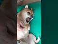 つくねさんの日常 #shorts #dog #cute #trending #shibainu