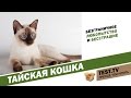 TEST.TV:  Тайская кошка найдите десять отличий.