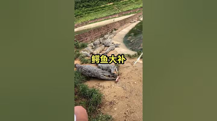 Working every day ! You need this job , Feeding to crocodile at farm #crocodile #short EP10