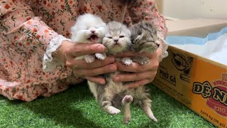Clean the home of the mother cat and her 3 kittens. by Meowing TV 611 views 1 day ago 3 minutes, 9 seconds